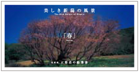 Takashi Amano photograph Postcard - Spring