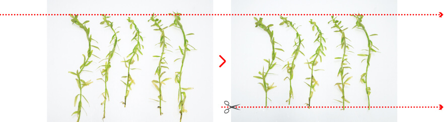 The height of stem plant species