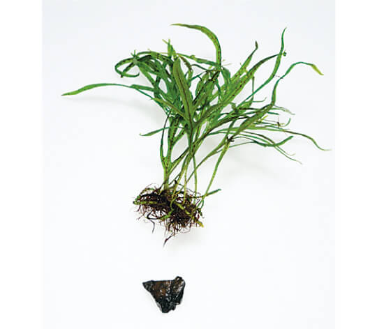 nature aquarium starting from zero ada nature aquarium