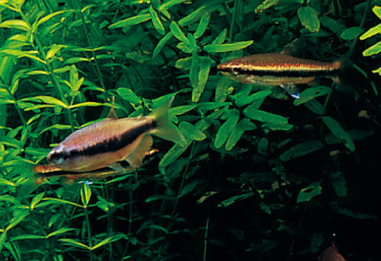 nature aquarium starting from