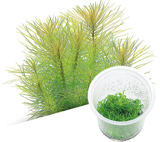 BIO Pogostemon deccanensis