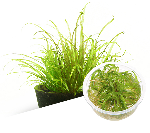 BIO Blyxa novoguineensis