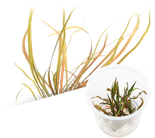BIO Cryptocoryne spiralis 'red'