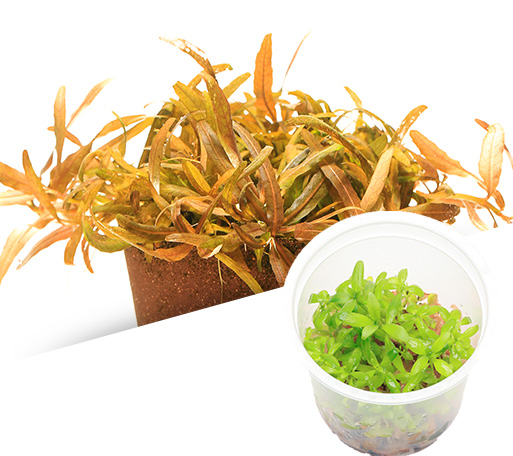 BIO Hygrophila sp ‘Tiger’
