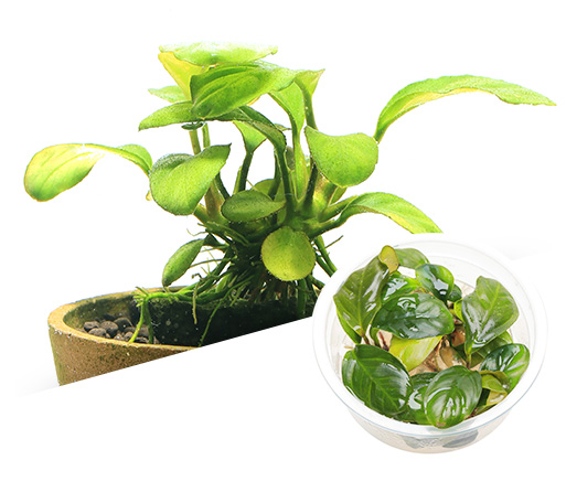 BIO Anubias barteri var. ‘Coffeefolia'