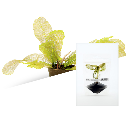 BIO Aponogeton madagascariensis