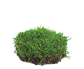 佗び草 リシア 5Ø
