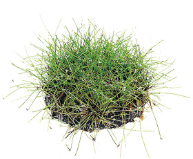 佗び草 エレオカリス・ビビパラ 5φ
