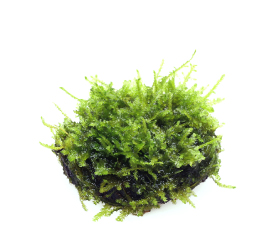 佗び草 クリスマスモス 5φ