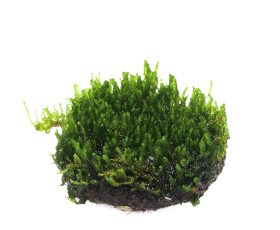 佗び草 フレームモス 5φ