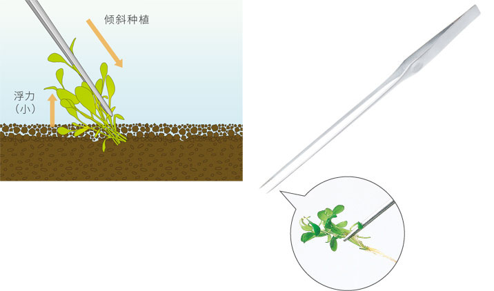 水草的基本种植方法