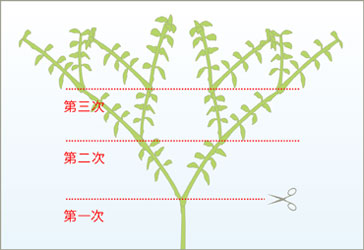 从低位置开始修剪