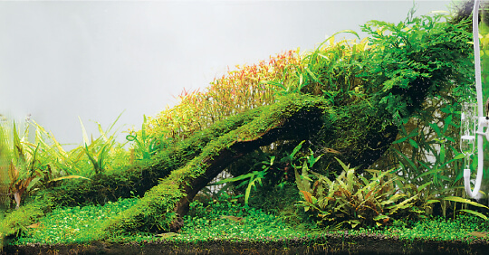 ADA - NATURE AQUARIUM - 从零开始的自然水族造景