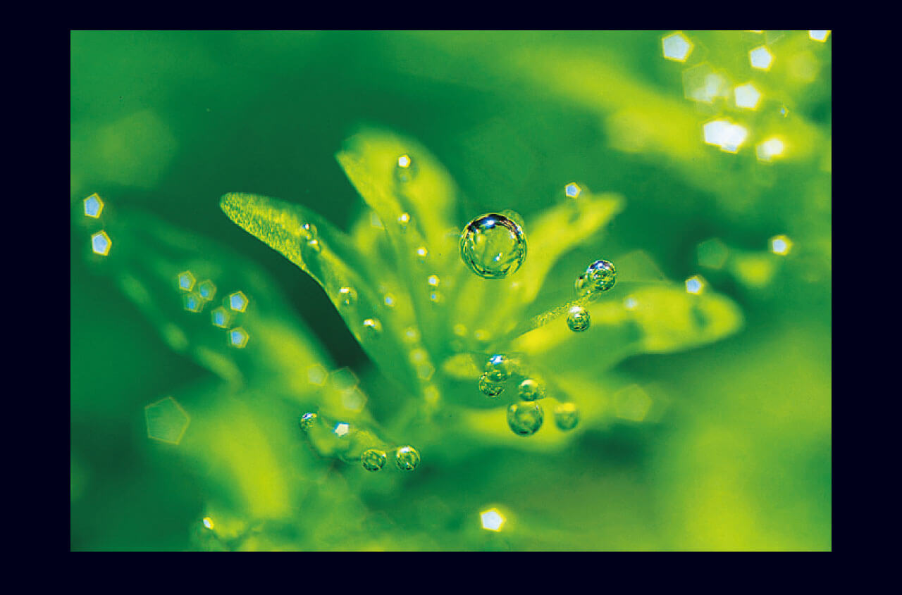 ADA - NATURE AQUARIUM