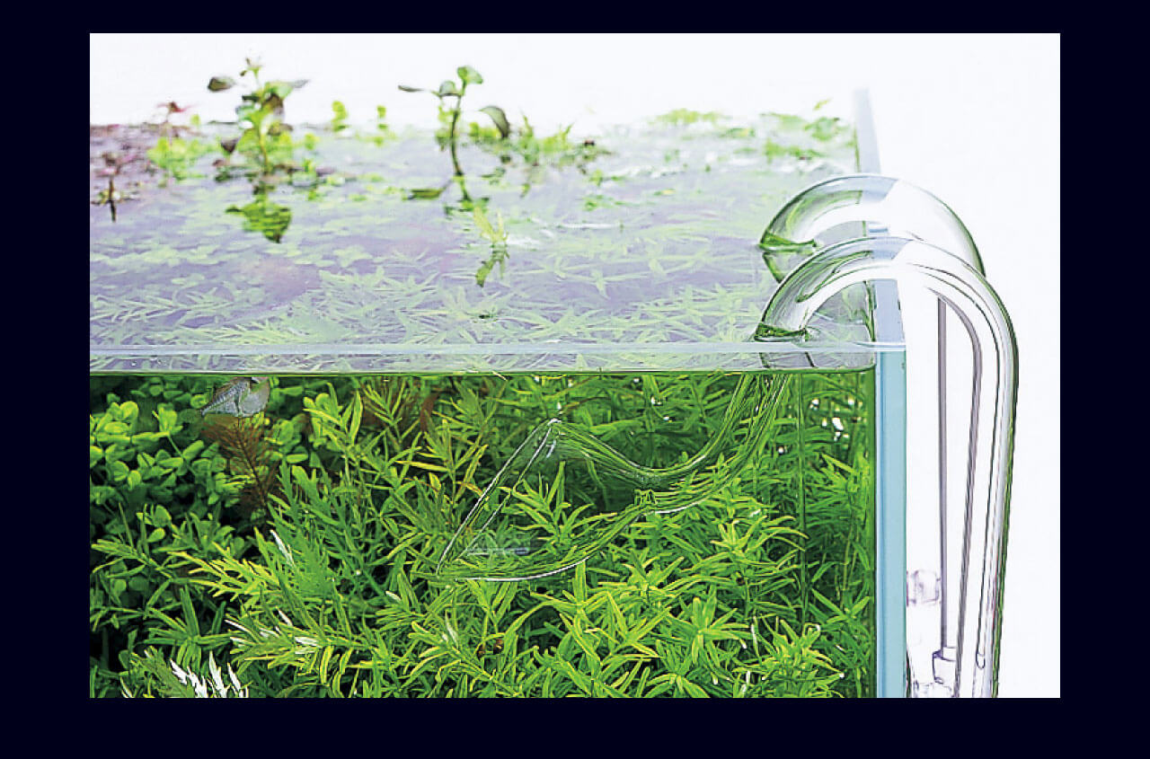 ADA - NATURE AQUARIUM