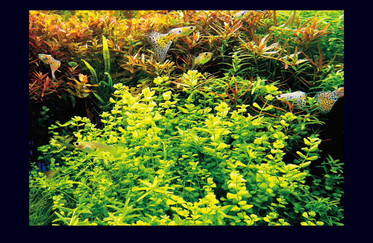 ADA - NATURE AQUARIUM