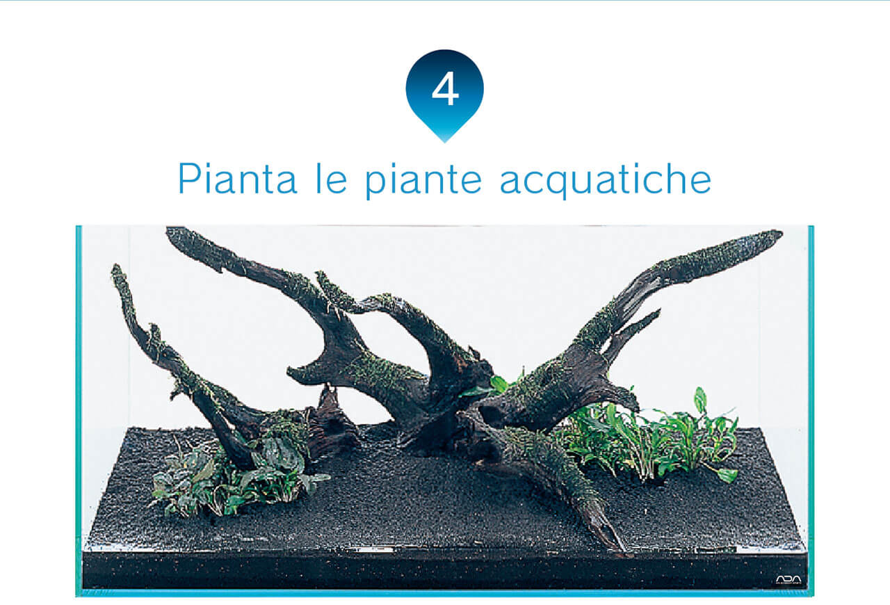 4 水草を植栽する