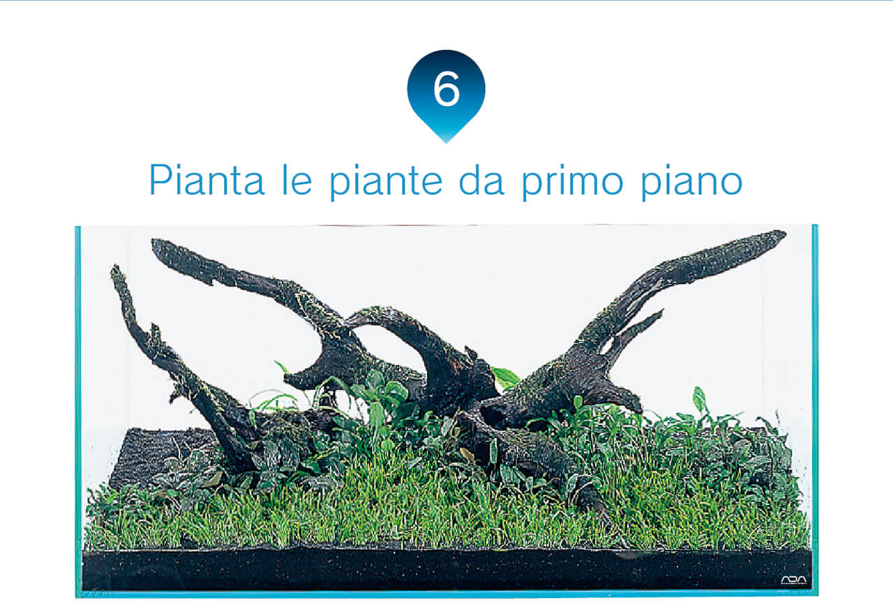6 前景に水草を植栽する