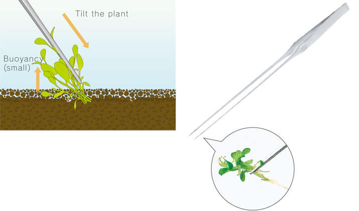 Basic Planting Method of Aquatic Plants