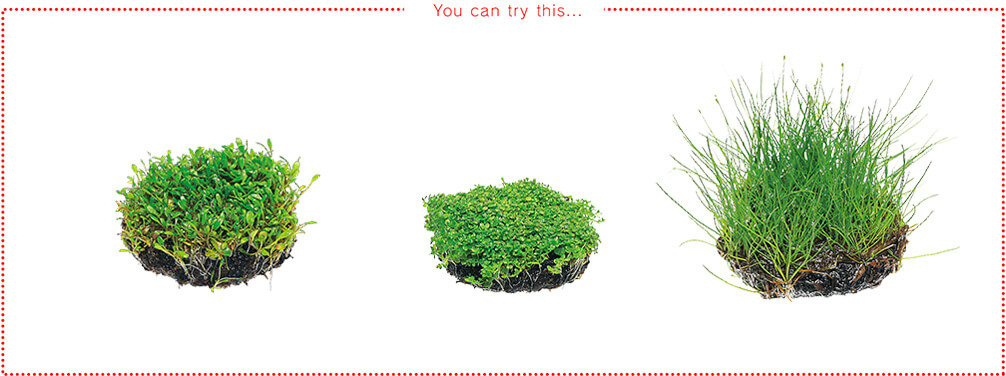 Planted aquarium made easy with Wabi-kusa - Foreground Plants