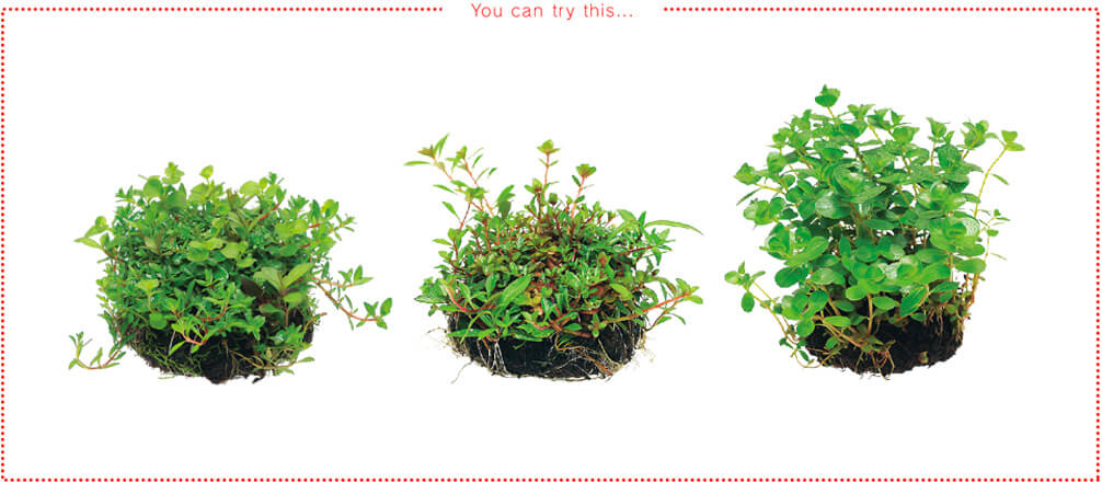 Planted aquarium made easy with Wabi-kusa - Stem Plants