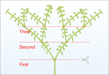 Initial trimming position should be low