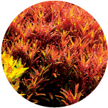 Rotala indica