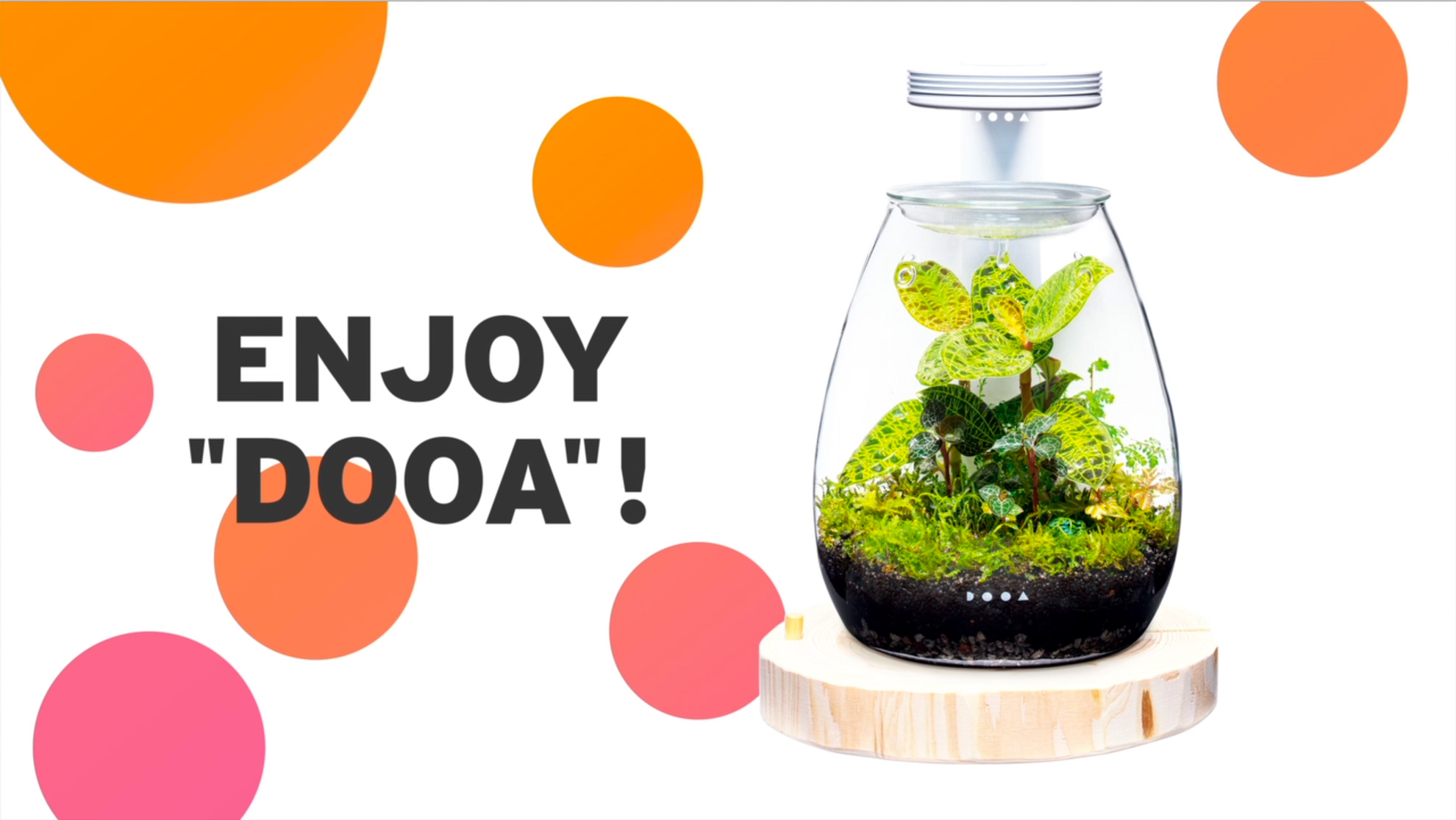 Enjoy Paludarium with DOOA Glass Pot SHIZUKU! | ADA - DOOA