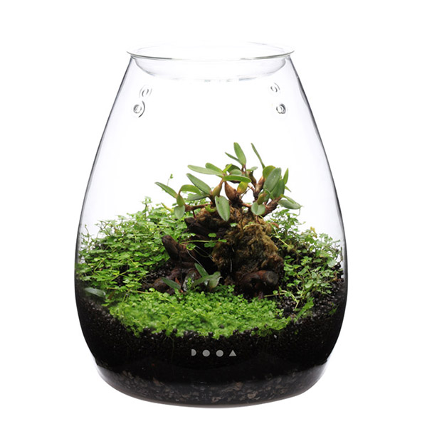 Buy DOOA Glass Pot SHIZUKU - Aqua Club