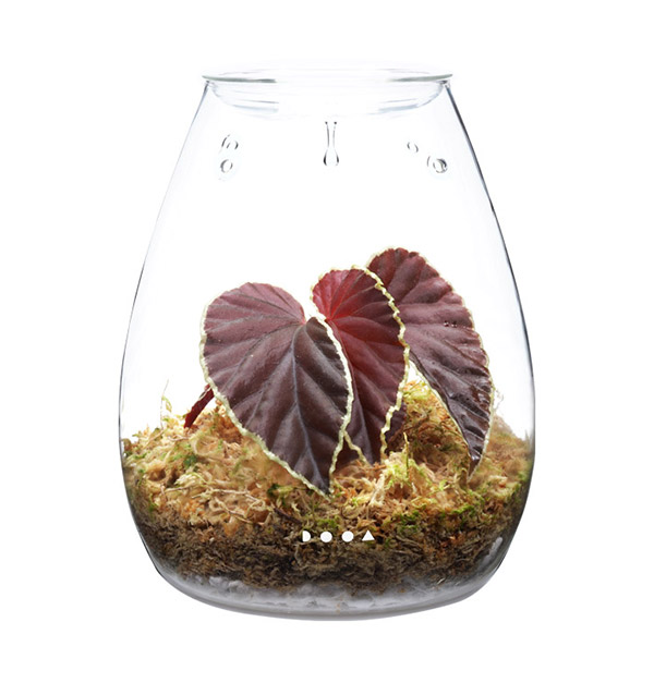 Enjoy Paludarium with DOOA Glass Pot SHIZUKU! | ADA - DOOA