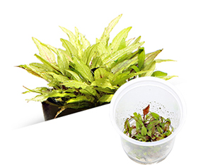 BIO Cryptocoryne wendtii 'Green Gecko'