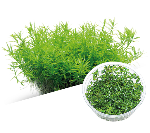 BIO Rotala rotundifolia green