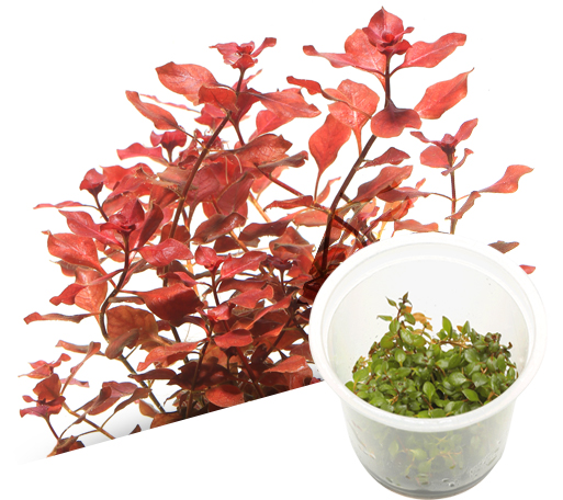 BIO Ludwigia repens 'Super red'