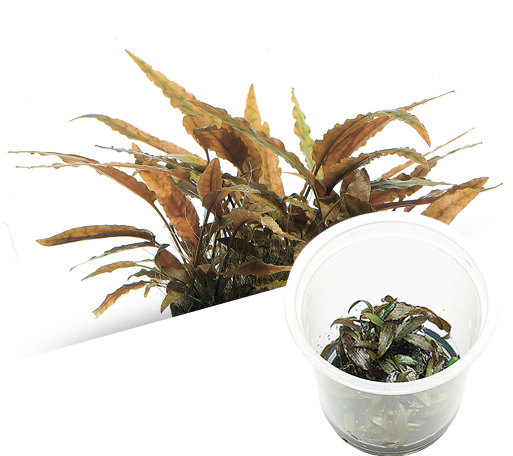 BIO Cryptocoryne axelrodi