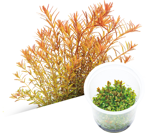 BIO Rotala indica