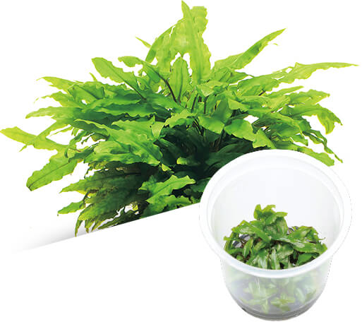 BIO Cryptocoryne wendtii 'Green'