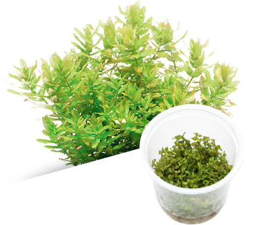 BIO Rotala macrandra 'Green'
