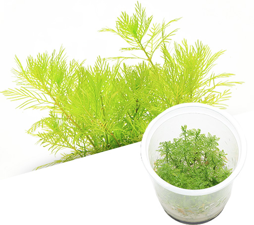 BIO Myriophyllum mattogrossense