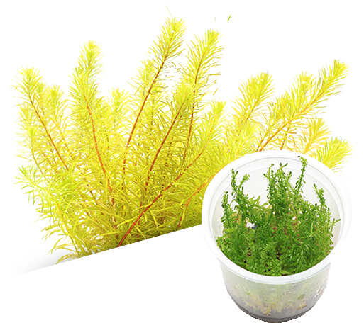 BIO Rotala sp. ‘Bangladesh’
