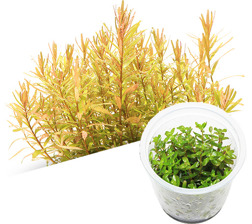 BIO Rotala sp. Ceylon