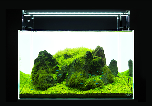 Les LED nouvellement développées illuminent vivement les couleurs vertes des plantes aquatiques.