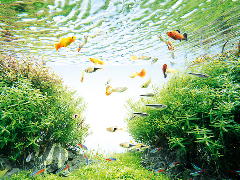 水草と熱帯魚の混泳
