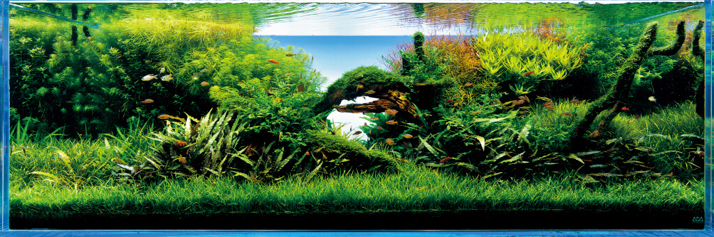 Projet aquarium 180 L Ta03_pic02