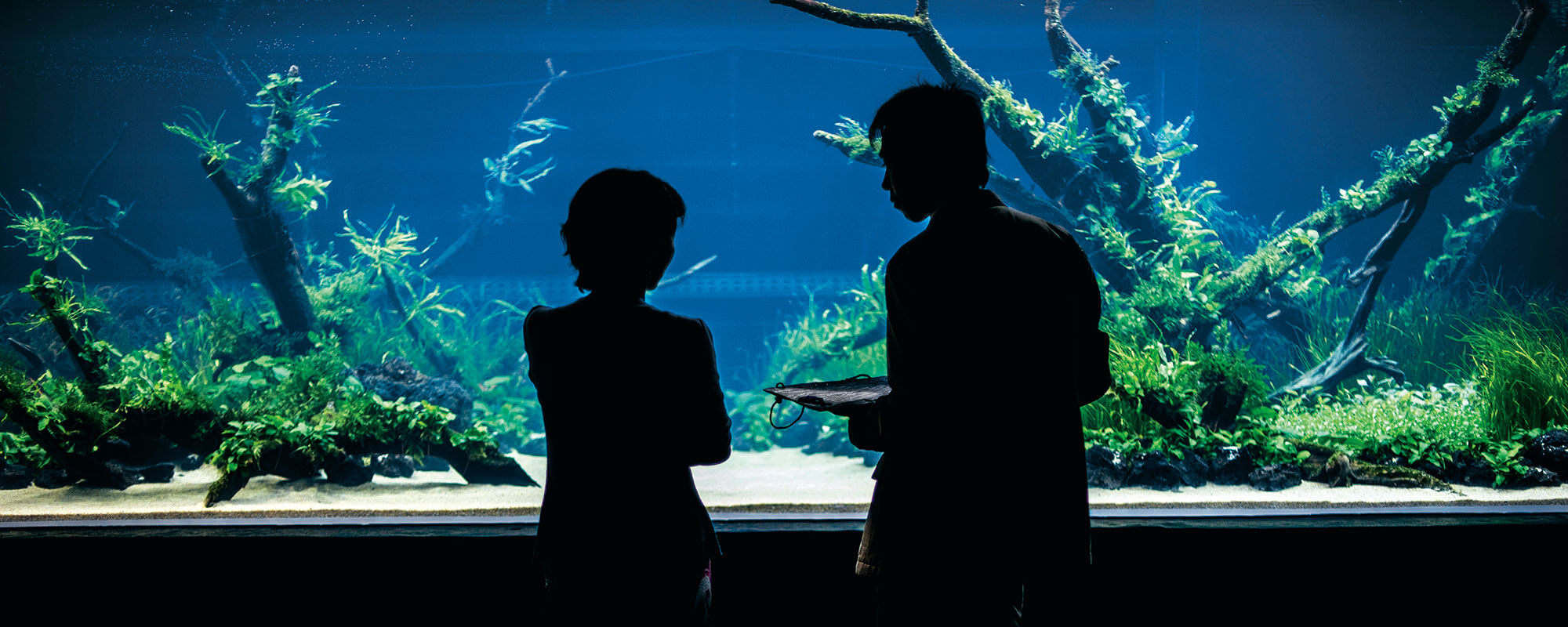 The World's Largest Nature Aquarium Project Takashi Amano x
