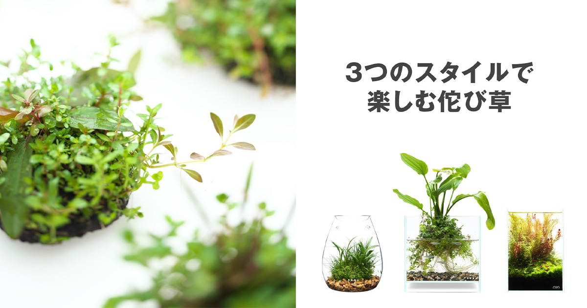 3つのスタイルで楽しむ佗び草