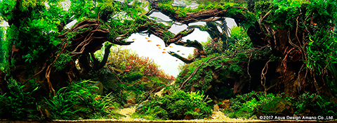 Iaplc17 Top27 Ada Nature Aquarium