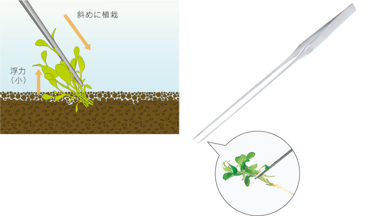 水草の基本的な植栽方法