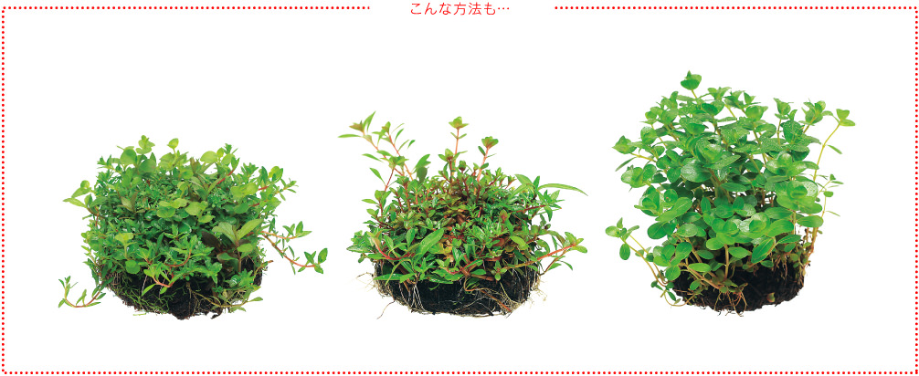 佗び草なら置くだけカンタン・有茎草