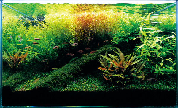 未使用自宅保管ADA NATURE AQUARIUM