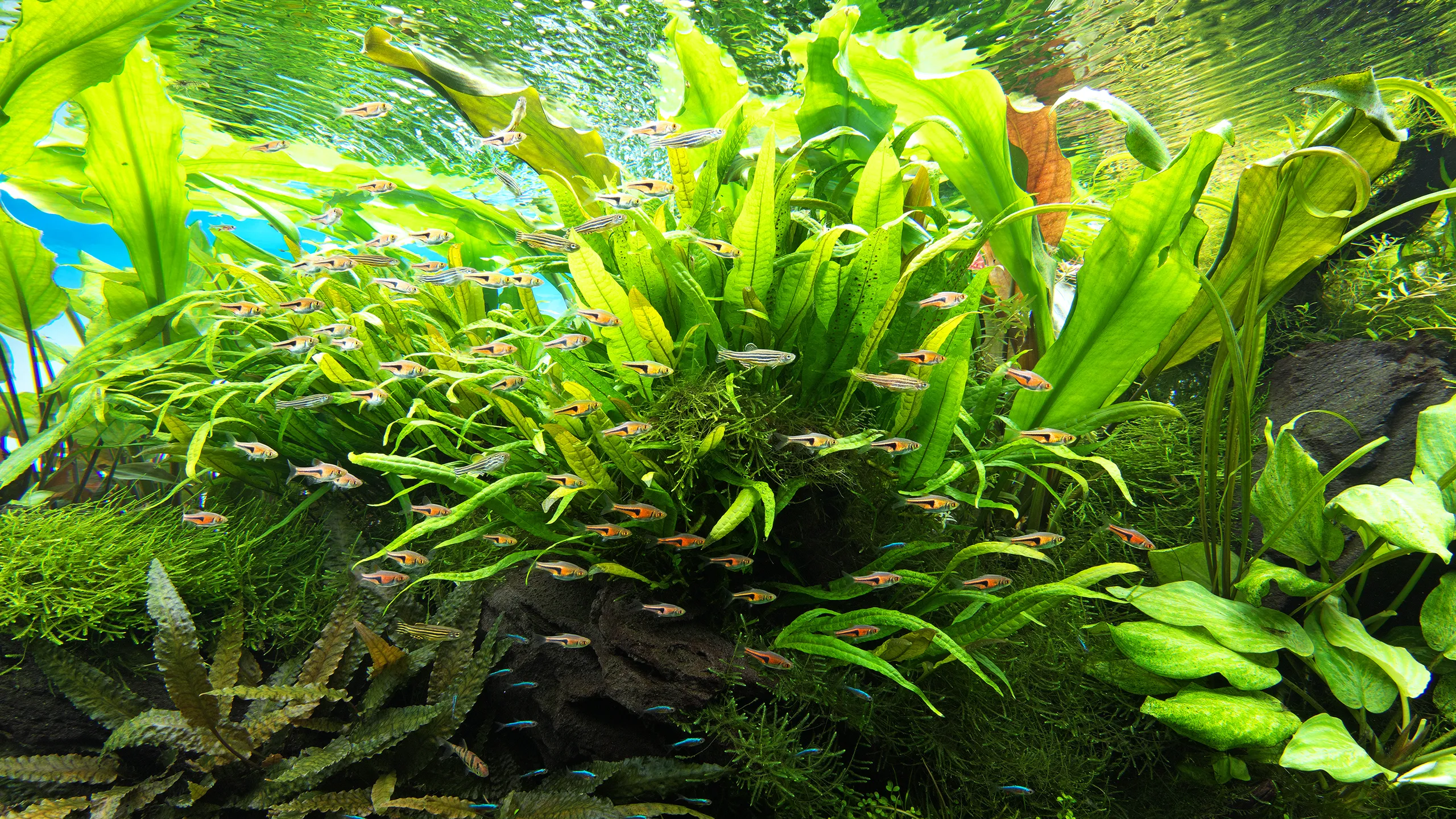 水草の生長を楽しむ水景